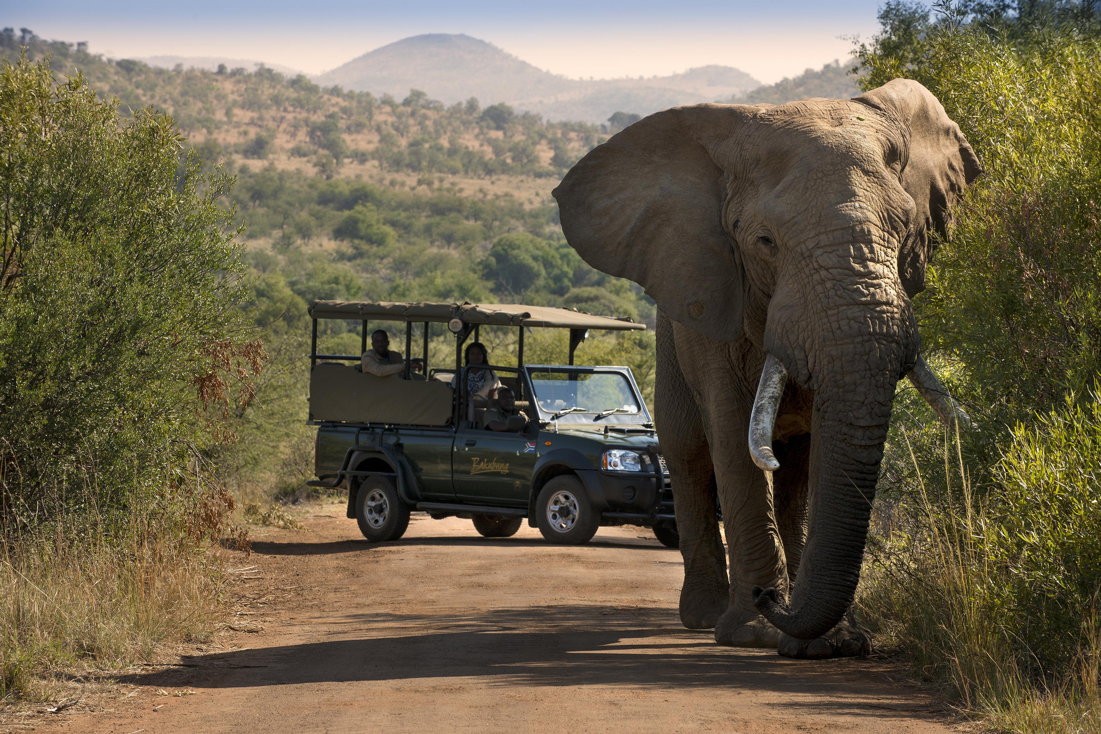 Bakubung Bush Lodge Ledig Eksteriør billede